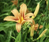 Daylily